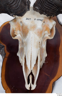 Skull Mouflon Ovis orientalis head horns skull 0009.jpg